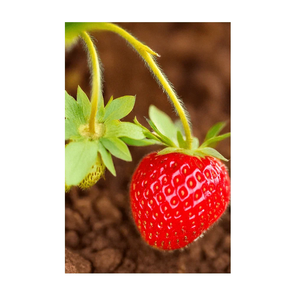 Basket of Kisses Strawberry Seeds - Image 2